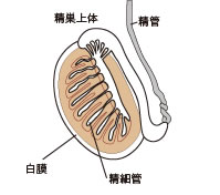 精巣の構造