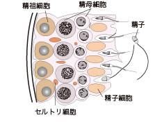 精子形成の様子