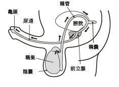 射精までの精子の通過ルート