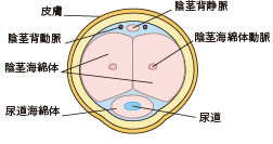 ペニスの断面