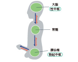 射精のしくみ