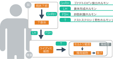 精子をつくるためのホルモンの流れ